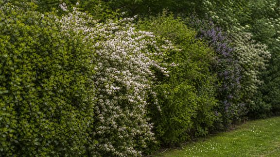 Comparatif des haies alternatives pour limiter l’entretien au jardin