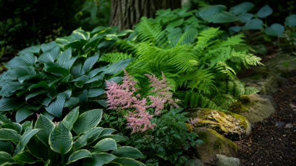 Comment choisir les plantes adaptées à un jardin ombragé