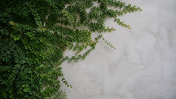 Quelles plantes grimpantes privilégier pour un mur végétalisé réussi